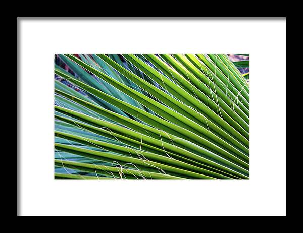 Palm Fronds Framed Print featuring the photograph Loreto Fronds by William Scott Koenig