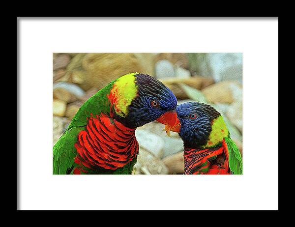 Nature Framed Print featuring the photograph Lorikeet Love by Gina Fitzhugh