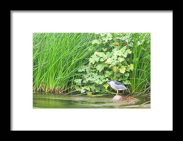 Los Angeles River Framed Print featuring the photograph Los Angeles River Wildlife - Black-crowned Night Heron in breeding plumage by Ram Vasudev