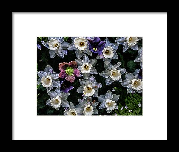 Daffodils Framed Print featuring the photograph Lots of Daffodils by Louis Dallara