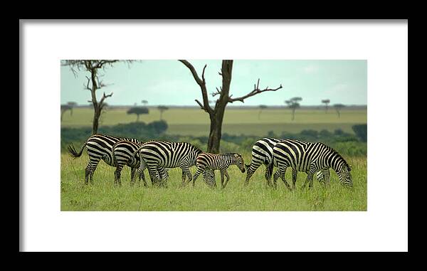 Black Framed Print featuring the photograph Lots of Supervision by Steve Templeton
