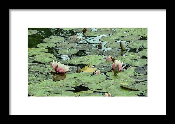 Purity Framed Print featuring the photograph Lotus Blossoms by Christina McGoran