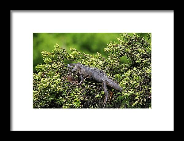 Florida Framed Print featuring the photograph Lounging Lizard by Jennifer Robin