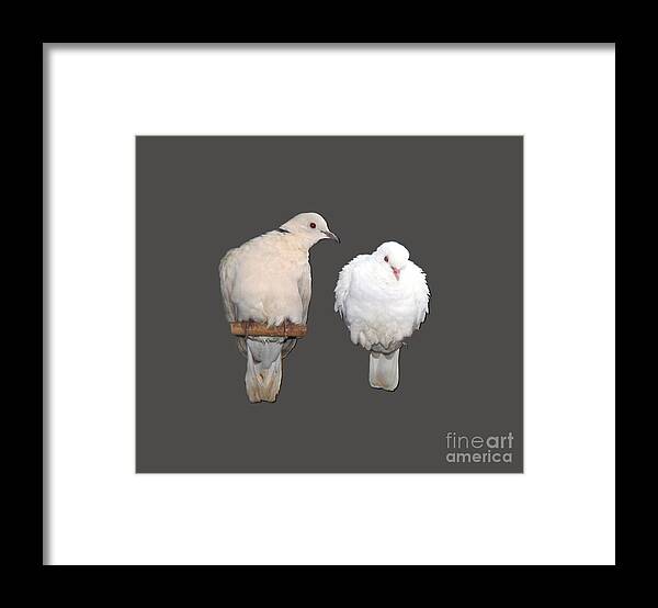 Dove Framed Print featuring the photograph Love at frist sight by Andrea Lazar