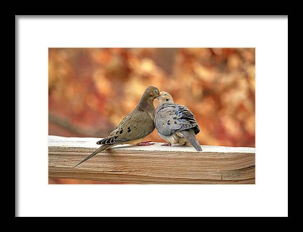 Mourning Dove Framed Print featuring the photograph Love Birds by Donna Kennedy