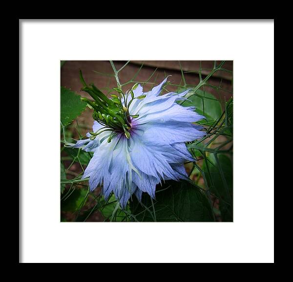 Flower Framed Print featuring the photograph Love In The Mist by Gemma Reece-Holloway
