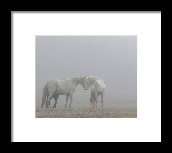 Wild Horses Framed Print featuring the photograph Love is all you need by Holly Ross
