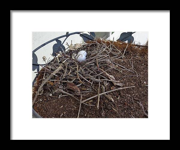 Bird's Nest Framed Print featuring the photograph Love Nest by Hank Gray