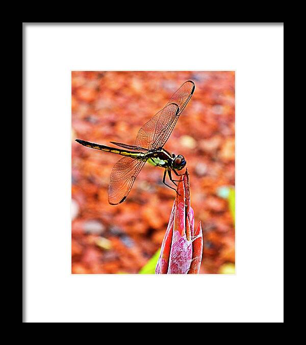 Dragonfly Framed Print featuring the photograph Lovely Dragonfly by Bill Barber