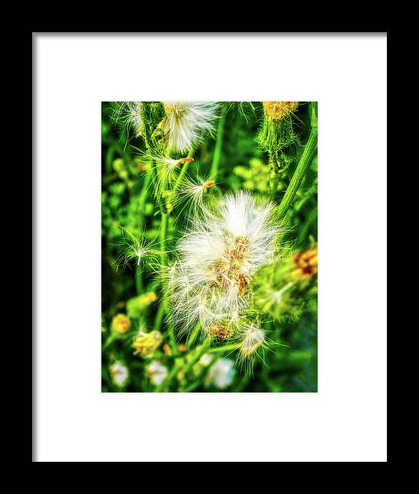 Dandelions Framed Print featuring the photograph Loving dandelions by Tatiana Travelways