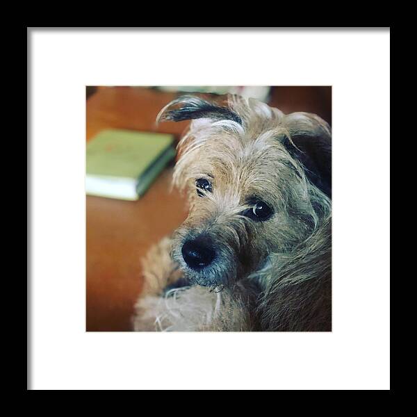 Dog Framed Print featuring the photograph Lucy the terrier by Grey Coopre