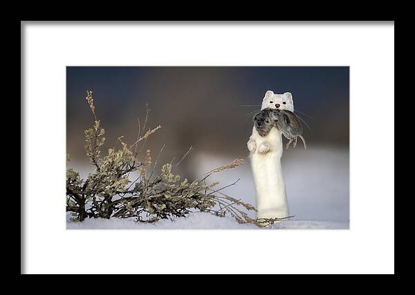 Weasel Framed Print featuring the photograph Lunch time by Peter Mangolds
