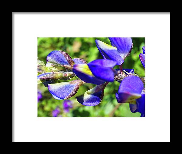 Lupine In Blossom Two Framed Print featuring the photograph Lupine In Blossom Two by Gene Taylor
