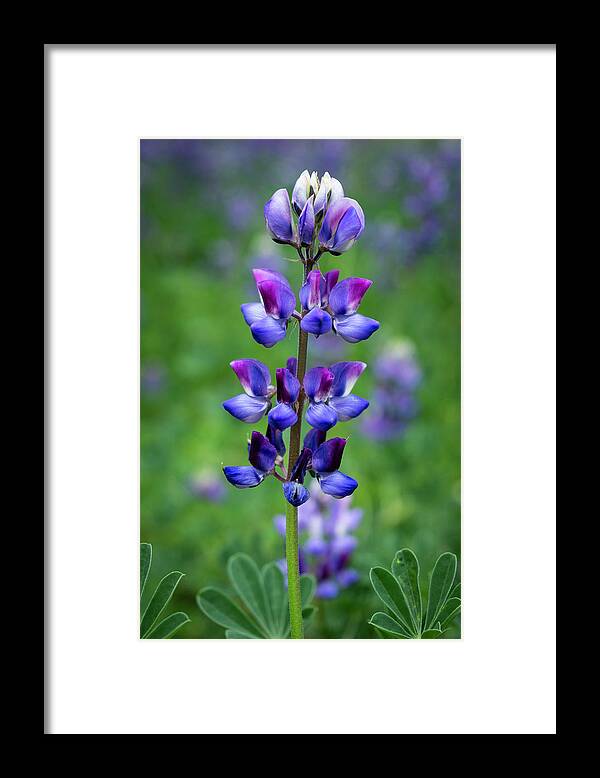 Lupine Framed Print featuring the photograph Lupine in Spring by Lindsay Thomson