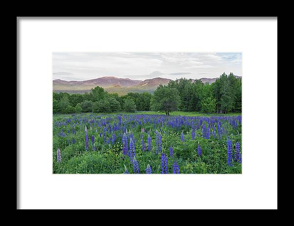 Gar Hill Framed Print featuring the photograph Lupines Field in White Mountains by Bob Doucette