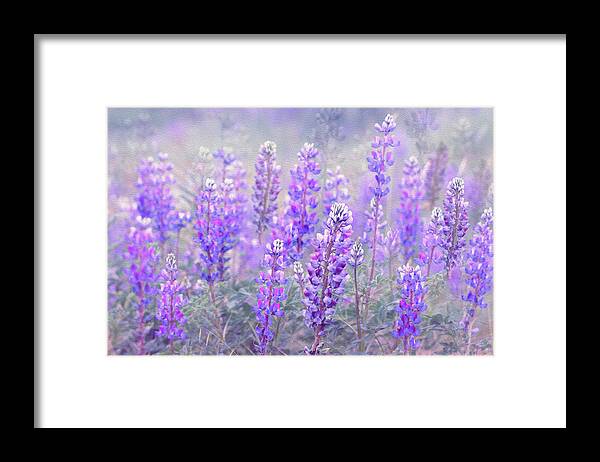 Lupines Framed Print featuring the photograph Lupines in Dublin by Vanessa Thomas