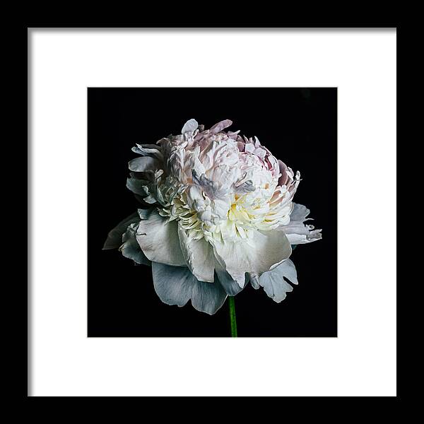 Still Life Framed Print featuring the photograph Lush by Maggie Terlecki