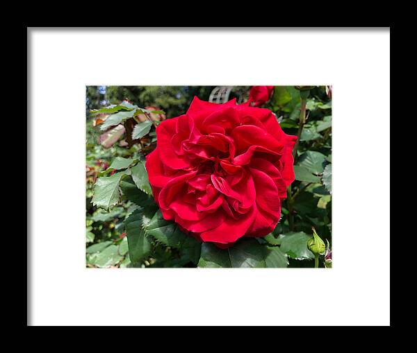 Flora Framed Print featuring the photograph Lyndhurst Red Rose by Russel Considine