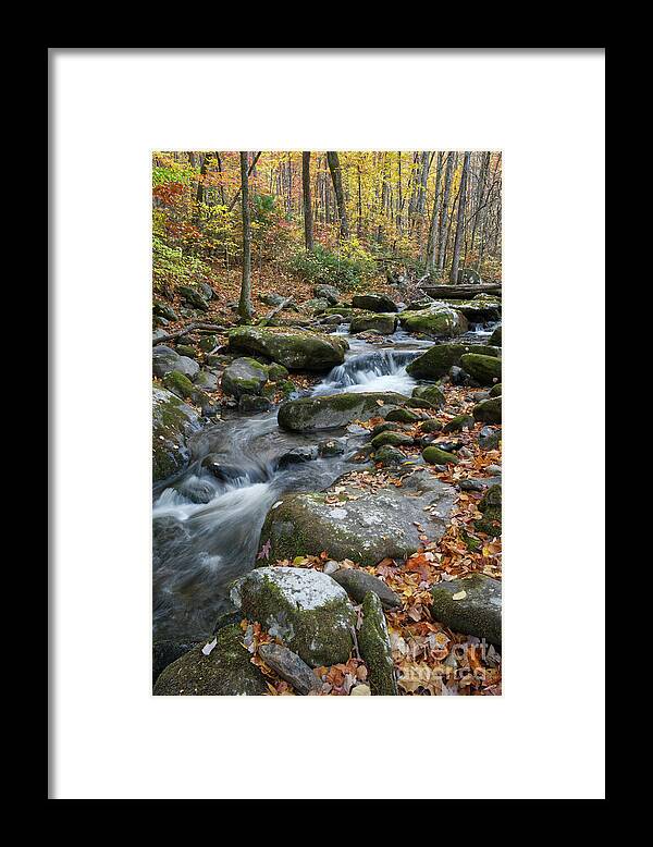 Middle Prong Trail Framed Print featuring the photograph Lynn Camp Prong 14 by Phil Perkins