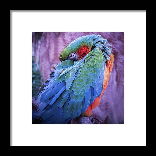 Macaw Framed Print featuring the photograph Macaw Resting by Sally Bauer