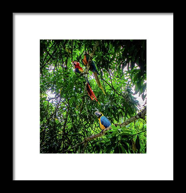 Macaw Framed Print featuring the photograph Macaws In The Forest by Nicklas Gustafsson