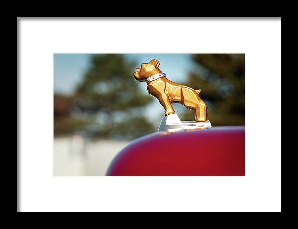 Mack Framed Print featuring the photograph Mack Bulldog Gold Profile by Kristia Adams