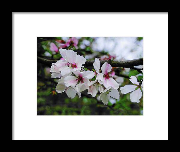 Cherry Blossom Framed Print featuring the photograph Macon Beauties by Rod Whyte