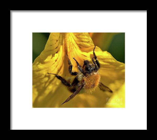 Nature Framed Print featuring the photograph Macro of Bee on Iris Bloom by Stephen Melia
