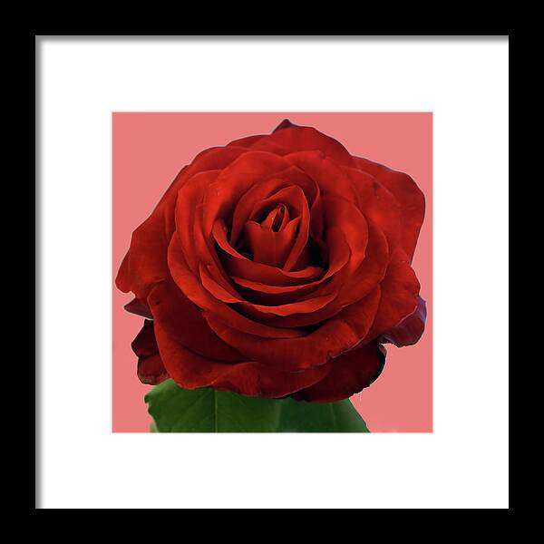 Blossom Framed Print featuring the photograph Macro of red rose by Steve Estvanik