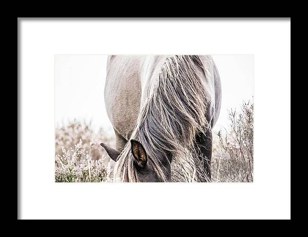 Photographs Framed Print featuring the photograph Madison - Horse Art by Lisa Saint