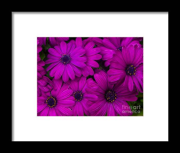 Chrysanthemums Framed Print featuring the photograph Magenta Chrysanthemums by L Bosco