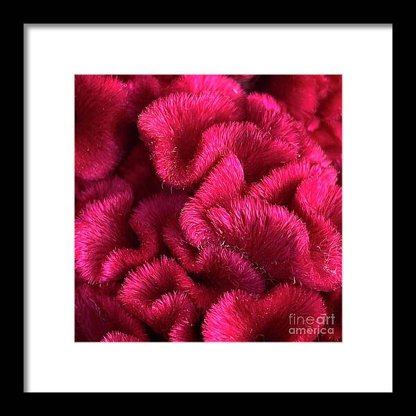 Magenta Framed Print featuring the photograph Magenta Cockscomb by Wendy Golden