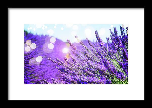 Lavender Framed Print featuring the photograph Magic Lavender by Anastasy Yarmolovich