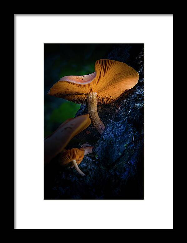 Mushrooms Framed Print featuring the photograph Magic Mushrooms by Mark Andrew Thomas