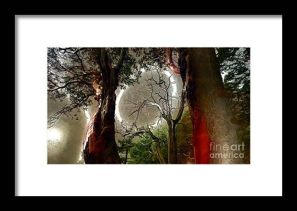 Madrone Framed Print featuring the photograph Magical Madrones by Sea Change Vibes