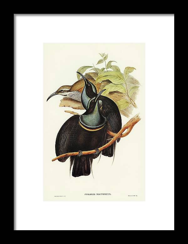 Magnificent Rifle-bird Framed Print featuring the drawing Magnificent Rifle-bird, Ptiloris magnifica by John Gould
