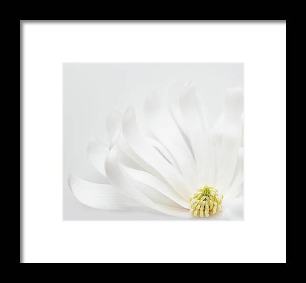 Magnolia Framed Print featuring the photograph Magnolia 8 by Rebecca Cozart