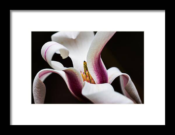 Magnolia Framed Print featuring the photograph Magnolia Bloom by Carrie Hannigan