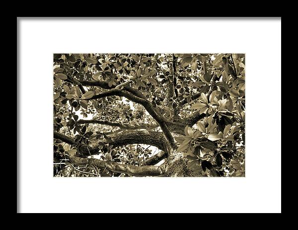Savannah Framed Print featuring the photograph Magnolia Climbing Tree by Theresa Fairchild