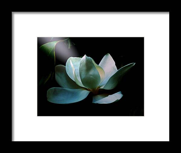 Flower Framed Print featuring the photograph Magnolia Closeup Early Morning Light Spotlight by Mike McBrayer
