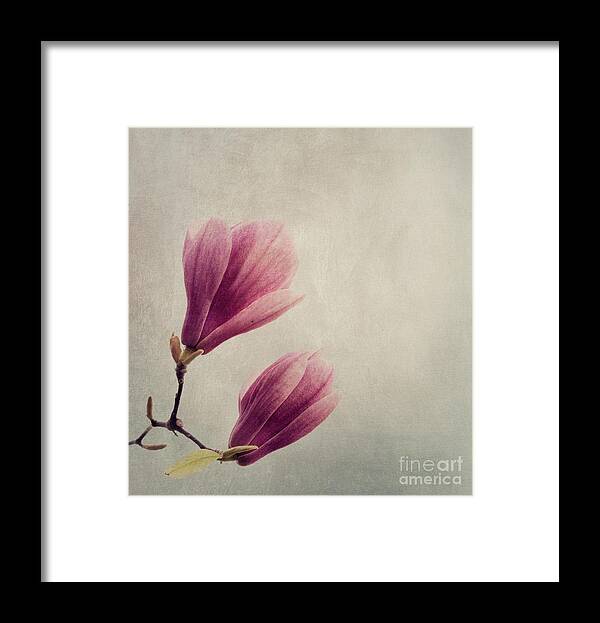 Magnolia Framed Print featuring the photograph Magnolia flower on art texture by Jelena Jovanovic