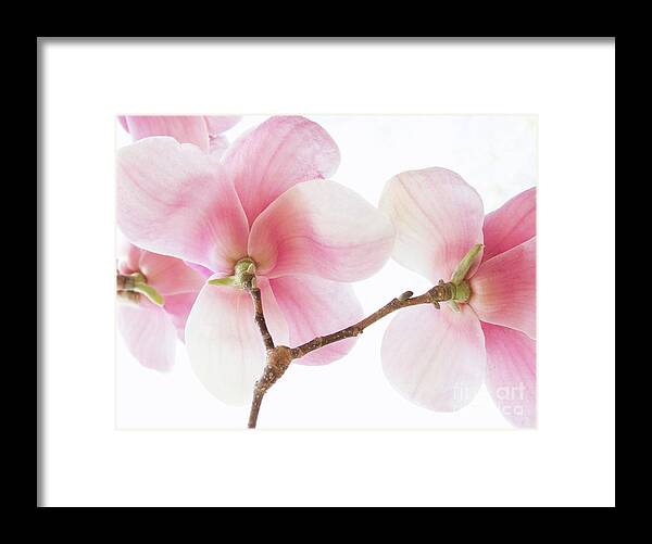 Pink Framed Print featuring the photograph Pink Magnolia Flowers by Chris Scroggins
