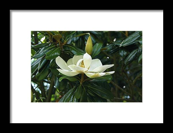 Magnolia Grandiflora Framed Print featuring the photograph Magnolia Grandiflora by M Three Photos