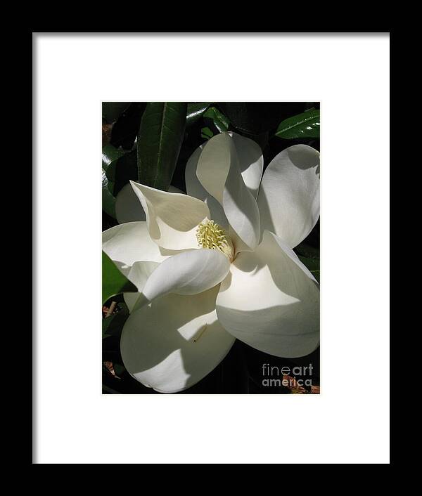 Magnolia Framed Print featuring the photograph Magnolia Grandiflora by Catherine Ludwig Donleycott