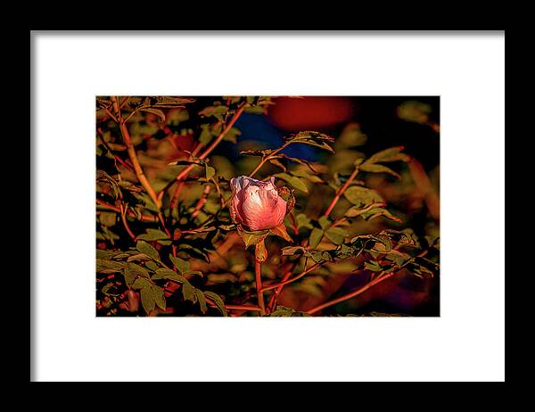 Magnolia Light Framed Print featuring the photograph Magnolia light #j8 by Leif Sohlman