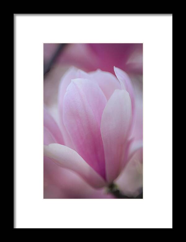 Flower Framed Print featuring the photograph Magnolia by Marlo Horne