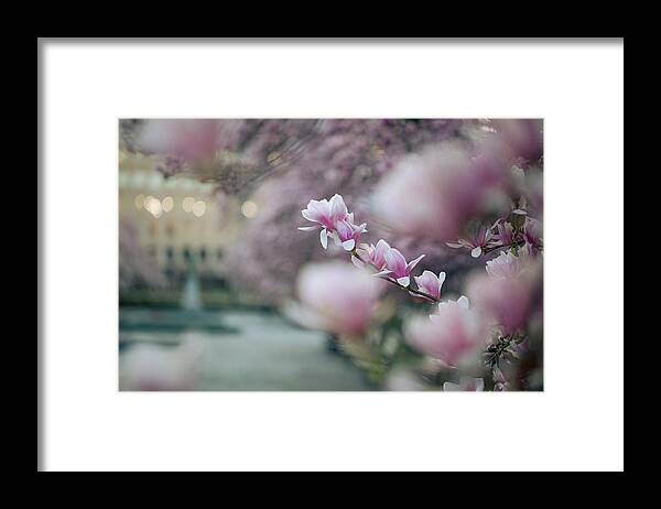 Flower Framed Print featuring the photograph Magnolias by Marlo Horne