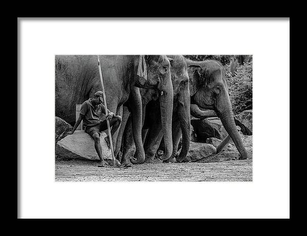 Elephant Framed Print featuring the photograph Mahout and the Elephants by Arj Munoz