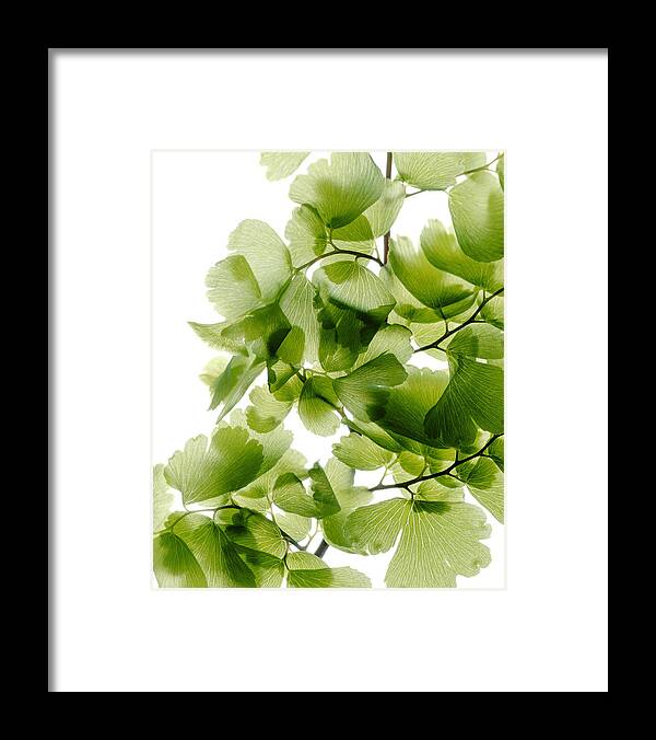 Green; Garden; Flowers; Photography; Plants; Prints; Floral; Leaves; Photograph; Botanical; Scanography; Scanner_photography; ©-marsha_tudor; Copyrighted; Adiantum; Maidenhair Framed Print featuring the photograph Maidenhair Revealed II by Marsha Tudor