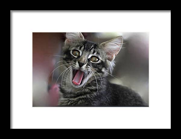 Maine Coon Framed Print featuring the photograph Maine Coon Cat 5 by Mingming Jiang